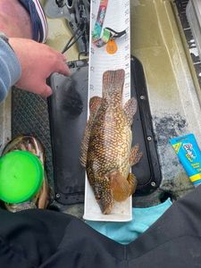 Ballan Wrasse