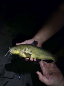 Black Bullhead