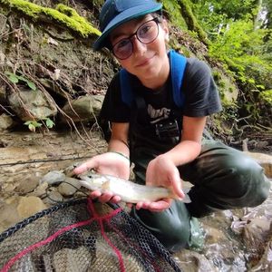 Brown Trout