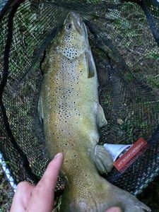Brown Trout