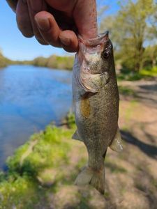 Largemouth Bass