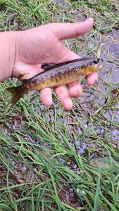 Brown Trout