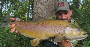 Brown Trout