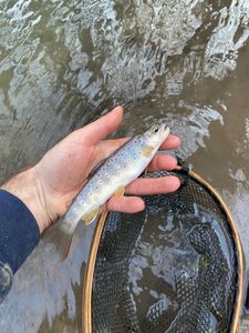 Brown Trout