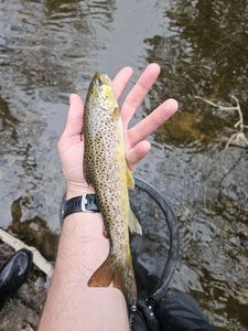 Brown Trout