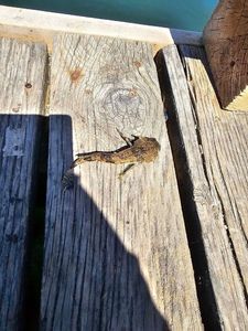 Sculpin 