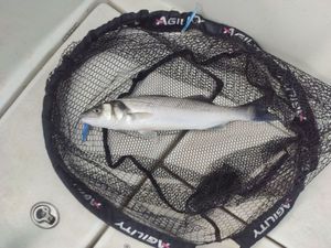 European Bass (Seabass)