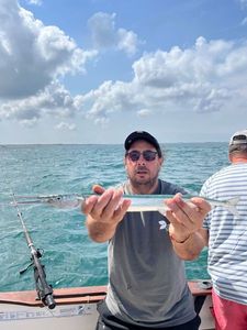 Garfish