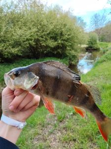 European Perch