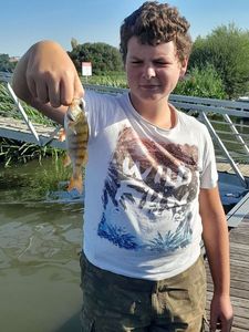 European Perch