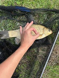 Crucian Carp