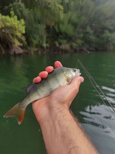 European Perch