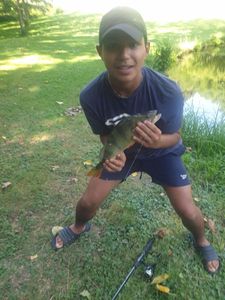 European Perch