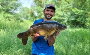 Common Carp