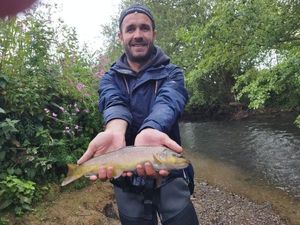 Brown Trout
