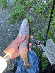 Rainbow Trout