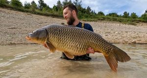 Common Carp