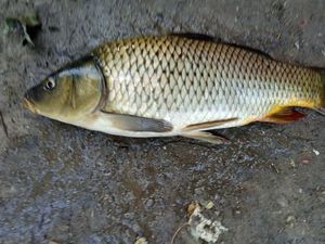 COMMON CARP