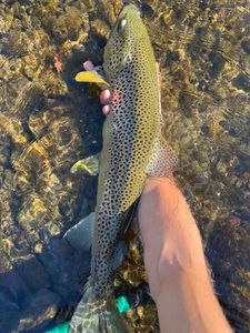 Sea Trout