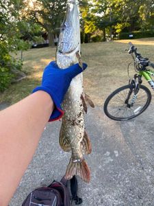 Northern Pike