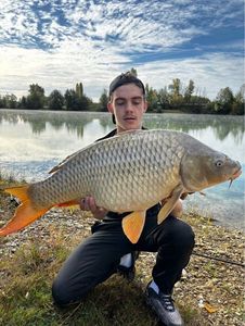 Common Carp