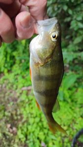 European Perch