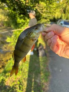 European Perch