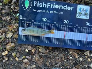 European Perch