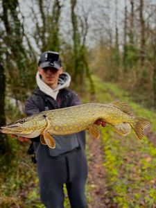 Northern Pike