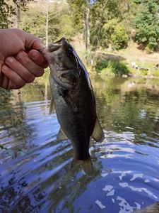 Largemouth Bass