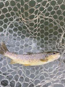 Brown Trout