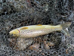 Brown Trout