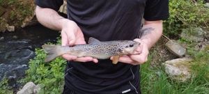 Brown Trout