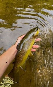 Brown Trout