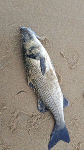 European Bass (Seabass)