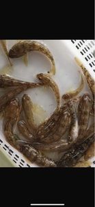 Giant Goby