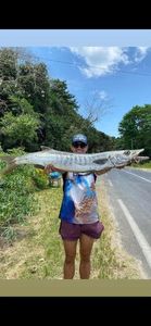Great Barracuda