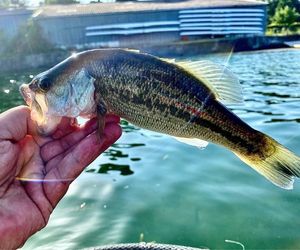 Largemouth Bass