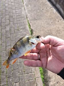 European Perch