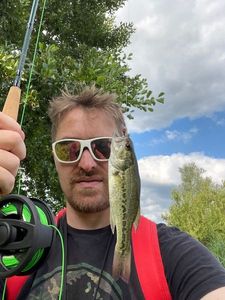 Largemouth Bass