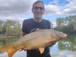 Common Carp