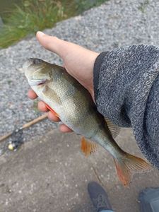 European Perch