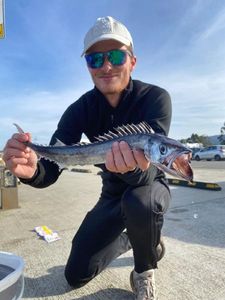 Great Barracuda