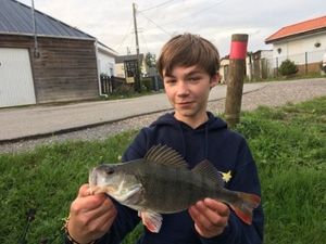 European Perch