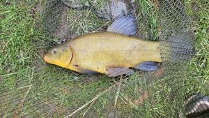 Tench