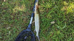 Northern Pike