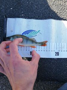 European Perch