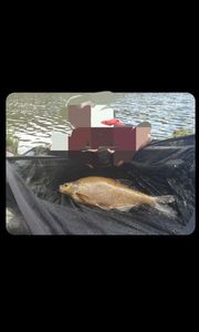 Common Bream