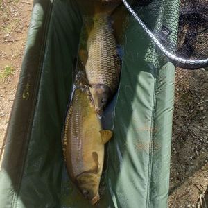 Mirror Carp