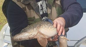 Northern Pike